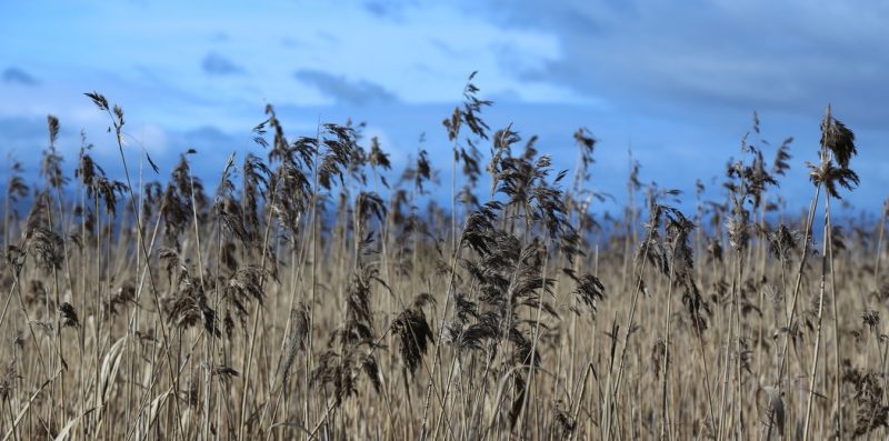 A field with brown reed grass and an overcast sky.
